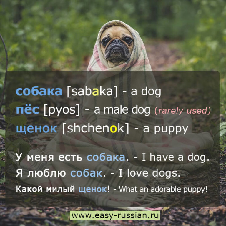 Russian Vocabulary For Pets (dogs, cats, etc.) – Easy Russian