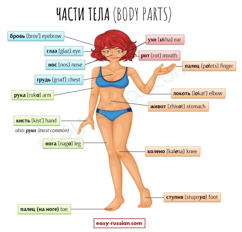 Body Parts in Russian